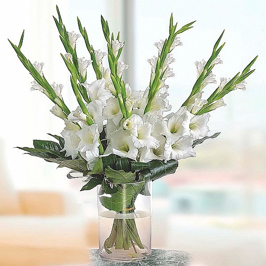 white gladiolus 