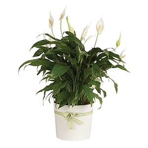 Spathiphyllum 