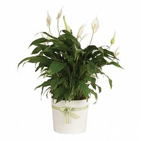 Spathiphyllum 