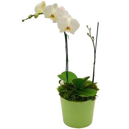 Phalaenopsis Orchid
