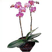 Orchid