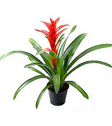 Guzmania