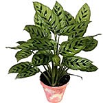 Calathea plant 