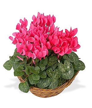 Cyclamen mix