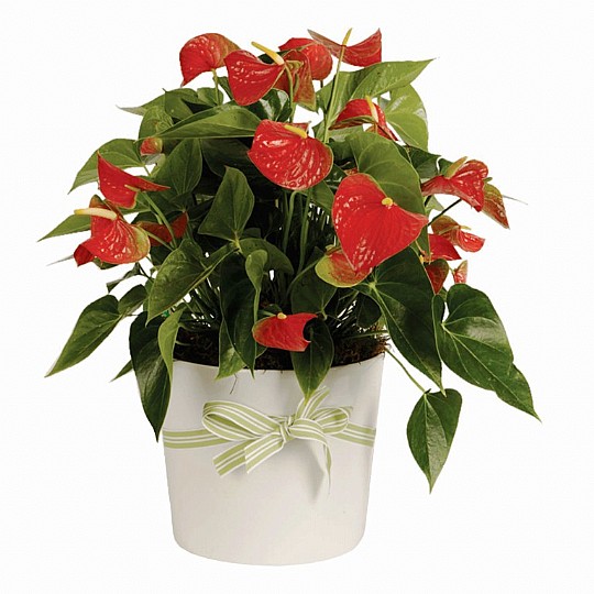 Anturium plant 
