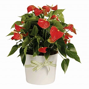 Anturium plant  Anturium plant