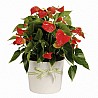 Anturium plant