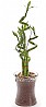 Anturium plant