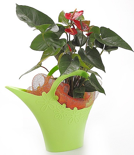 Anturium plant in a Funnel garden 