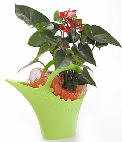 Anturium plant in a Funnel garden 