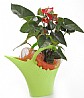 Anturium plant in a Funnel garden