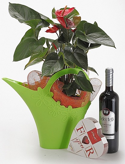 Anturium plant in a Funnel garden with wine and Chocolate 