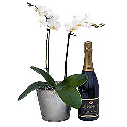 Phalaenopsis Orchid with CAVA