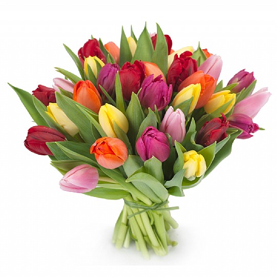   mix Tulips
