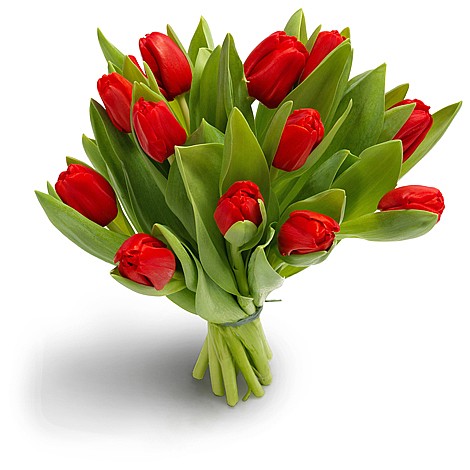  RED Tulips