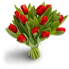  RED Tulips