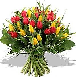 Big Tulips