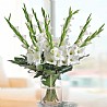white gladiolus 