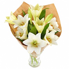 White Madonna Lily