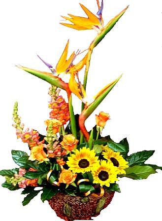 bird of paradise