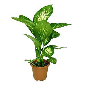 Amena Tropic