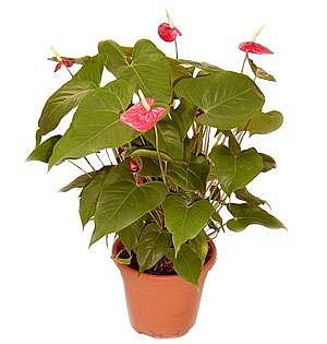 Anthurium
