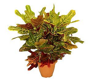 Croton