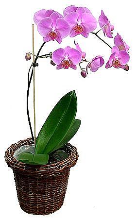 Orchid