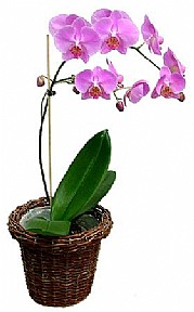 Orchid
