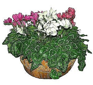 Cyclamen Plant Mmixture