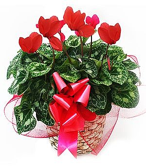 Red Cyclamen