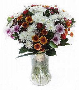 Sole Chrysanthemums